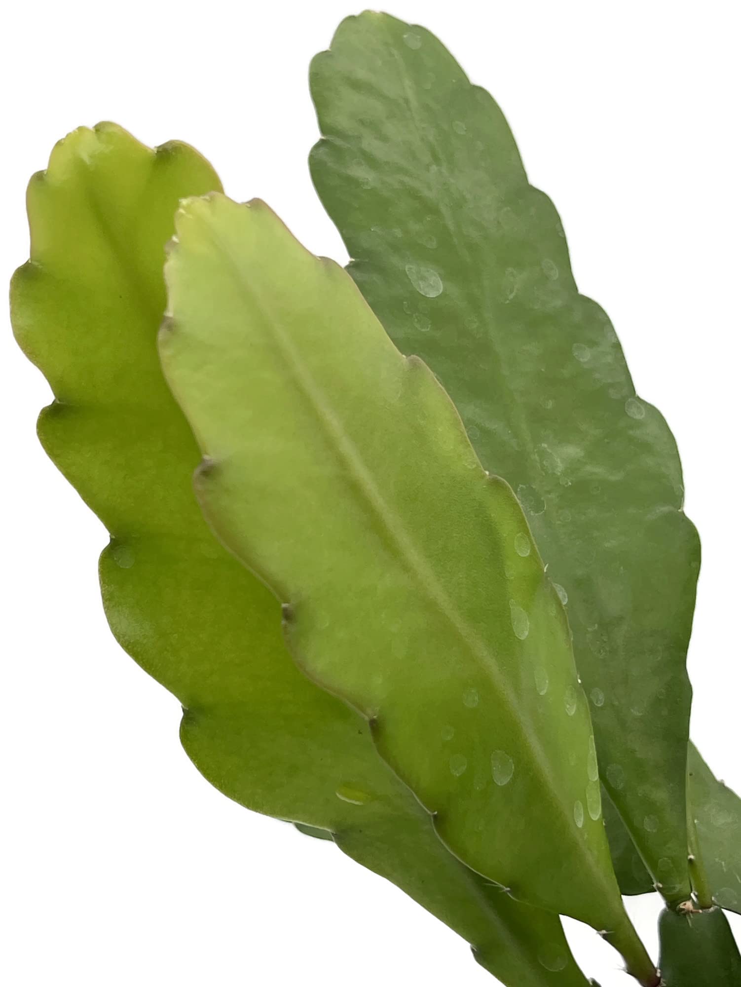 Fangblatt - Epiphyllum 'Frhlingsgold' - Blattkaktus Bltenfarbe gelb - im   12 cm Topf - auergewhnlicher Kaktus : Amazon.de: Garten