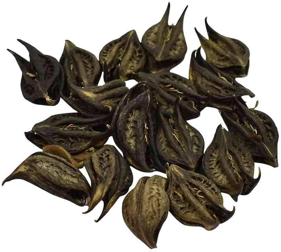 eVasavamba Natural Sacred Bat Head Root Seeds | Garuda Kayi | Kokki Mullu | Baghnokhi | Wood Devil | Evil Pods | Devil's Claw | A++ Grade (11 Pieces)-image-27