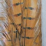 Hareline Fly Tying Dyed Ringneck Pheasant Tail Clump - Brown