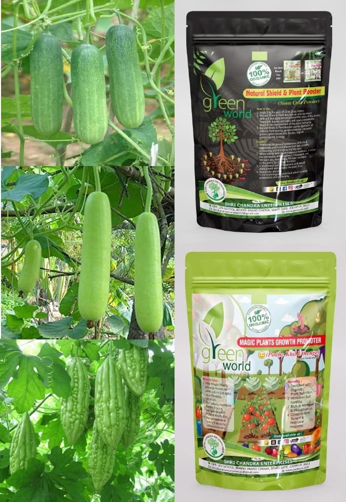 Green World Combo of [BOTTLEGOURD F1 RAMA + BITTERGOURD F1 SPARTAN + CUCUMBER F1 SULTAN] Seeds With Organic Nutrients Manure-image-13
