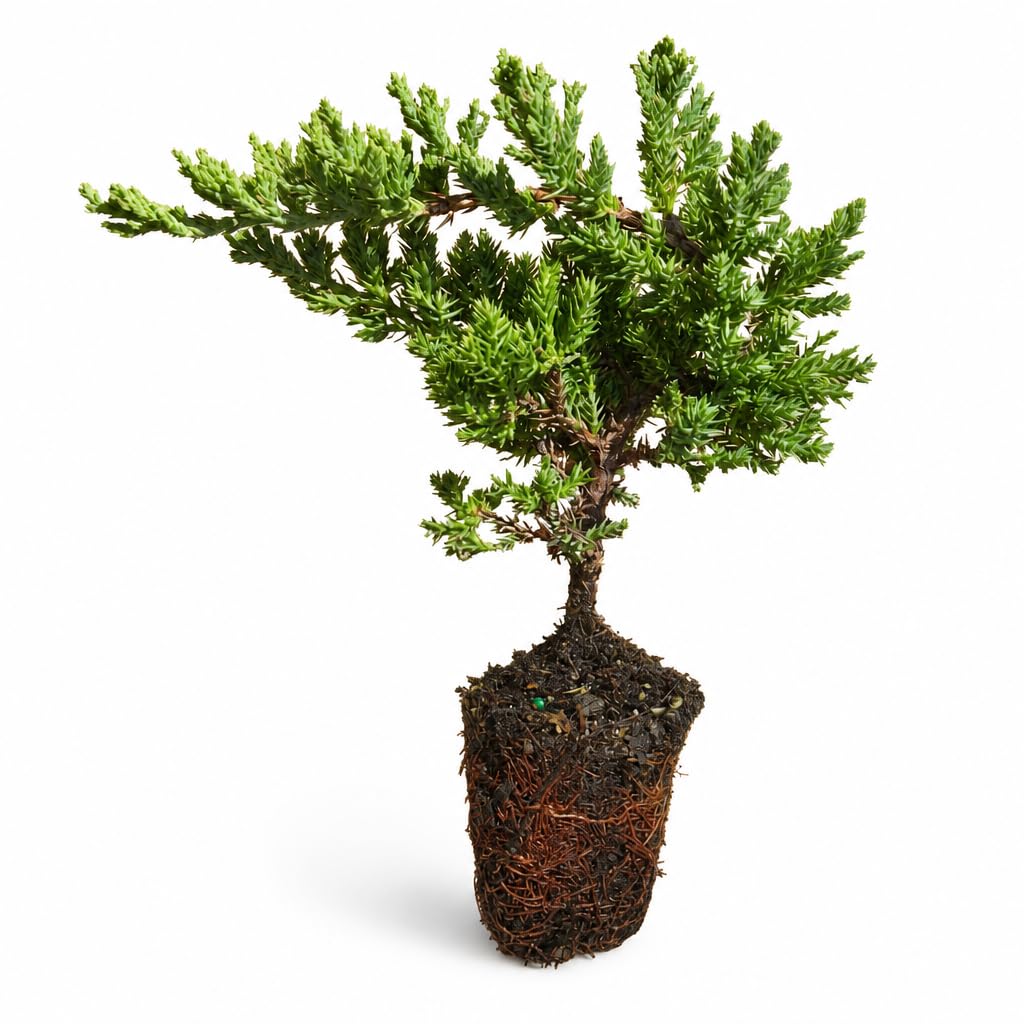 Juniper Procumbens Nana - 3 Live Plants