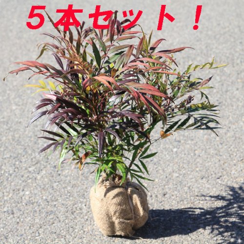 Amazon | 庭木：マホニアコンフューサ（細葉ヒイラギナンテン） 5本