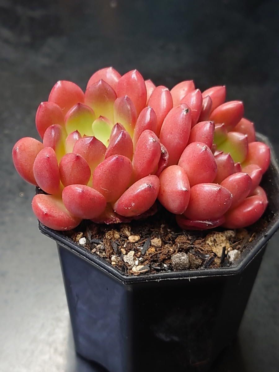 ツンツン 赤いホッペの⭐️ルビーティント⭐️多肉 7頭 寄せ植え ルビーティント｜happy succulent life