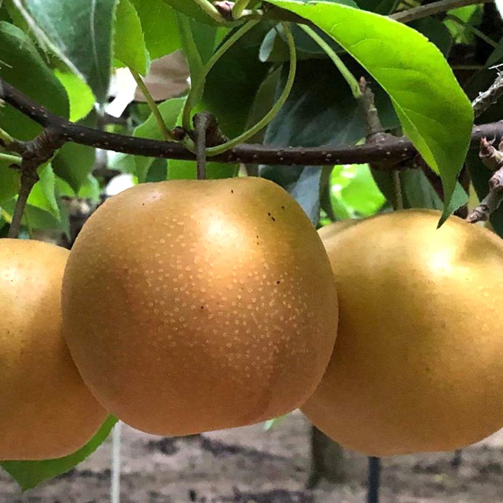 Amazon.co.jp: 梨の苗木 品種：豊水【品種で選べる果樹苗木 2年生 接木