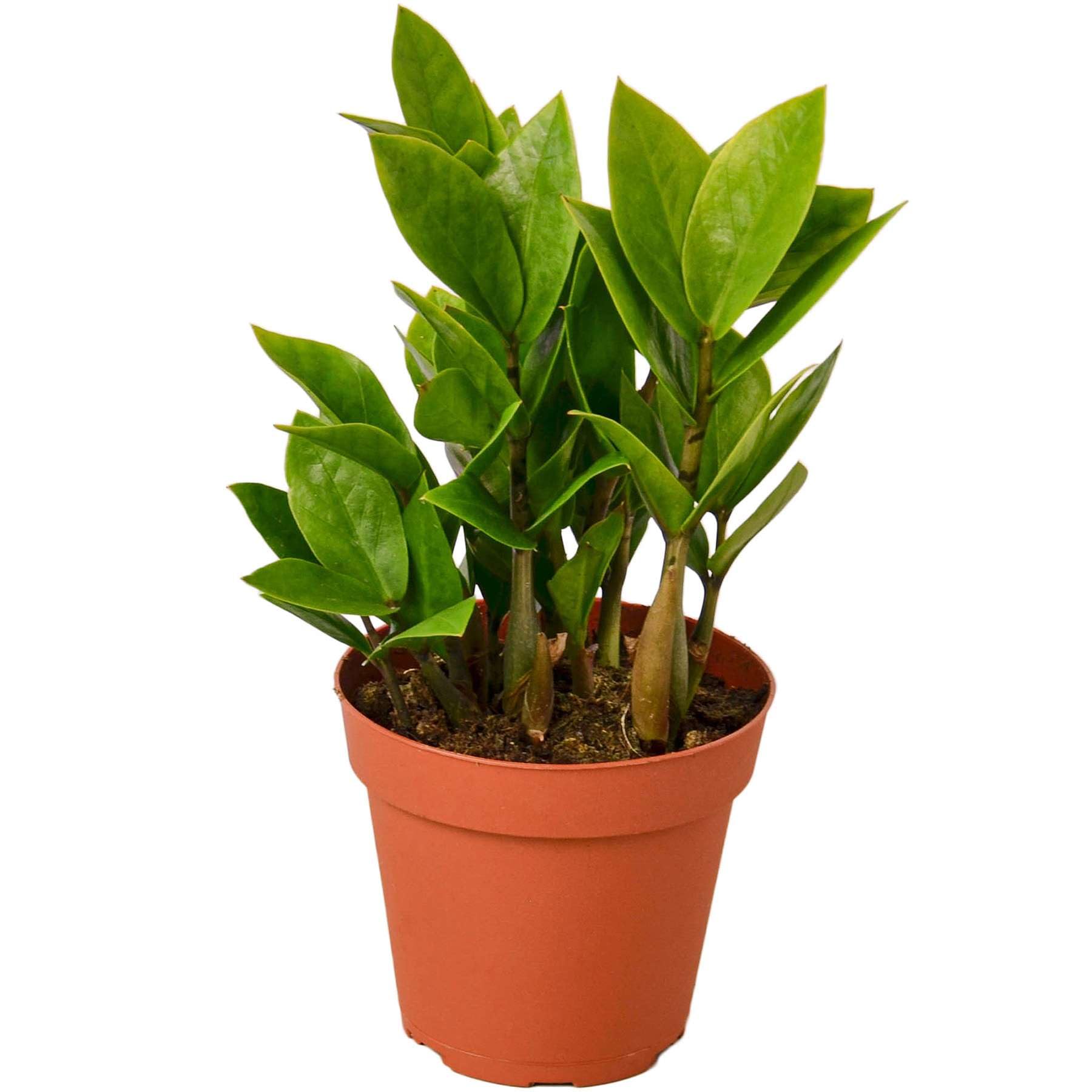 Zamioculcas Zamiifolia ZZ Live Plant