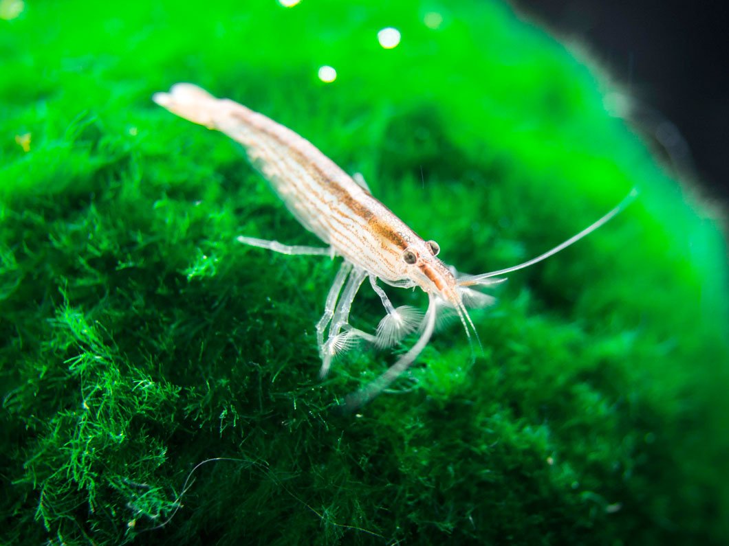 Aquatic Arts 2 Small Freshwater Bamboo Shrimp (Live Singapore Flower Shrimp) | Aquarium Filter Shrimp | Safe with Tetra / Guppy / Betta Fish Tank