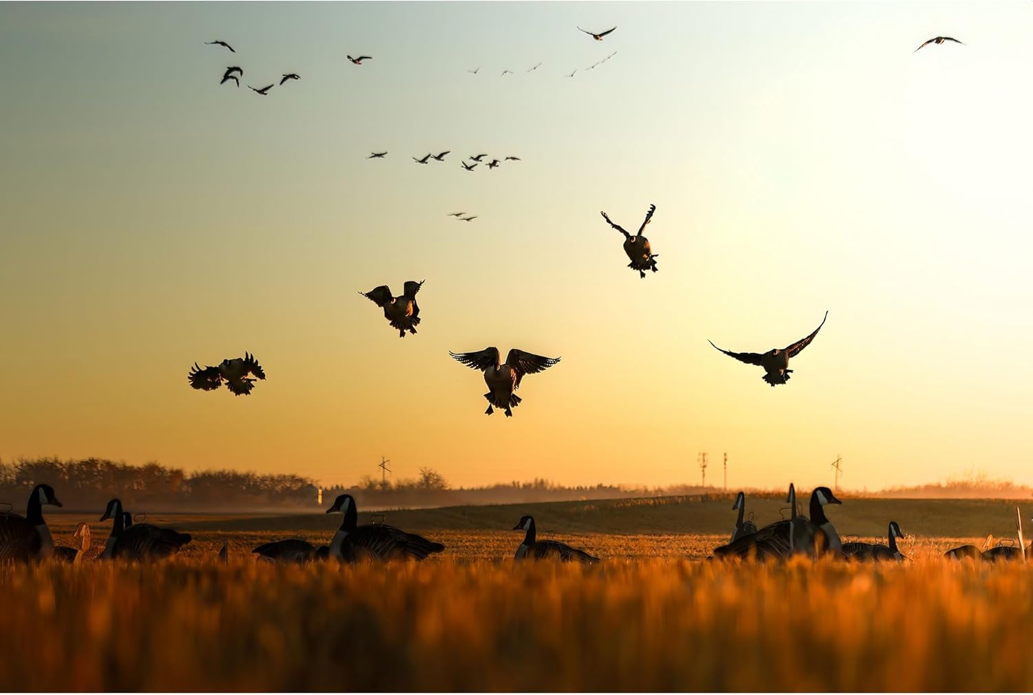 Higdon Outdoors Flats | Canada Goose Silhouette Decoys for Waterfowl Hunting | Weather Resistant Goose Decoys with Easy Carry Stakes | Standard, Motion, or Fully Flocked Motion | 12 Pack