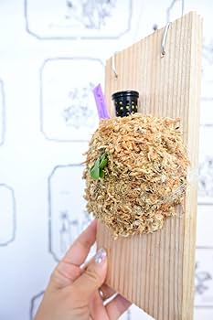 ビカクシダwillinckii Golden Boy spore（金童） P.willinckii 'Golden boy' 金童 Spore【artPLANTs】ビカクシダ