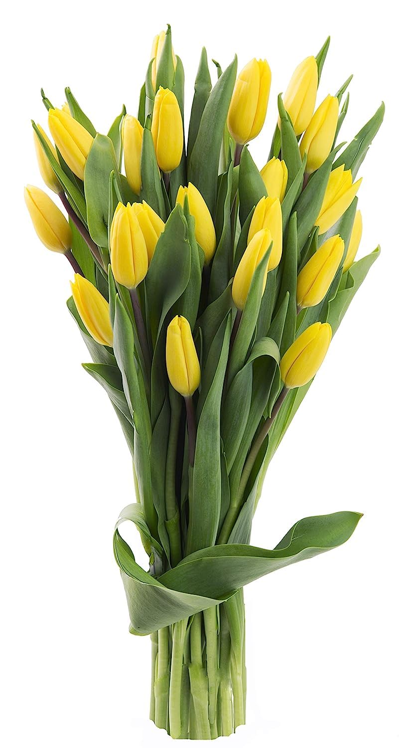 KaBloom PRIME OVERNIGHT DELIVERY - WEDDING COLLECTION - PREMIUM 20 Yellow Tulips. Gift for Birthday, Sympathy, Anniversary, Get Well, Thank You, Valentine, Mother’s Day Fresh Flowers