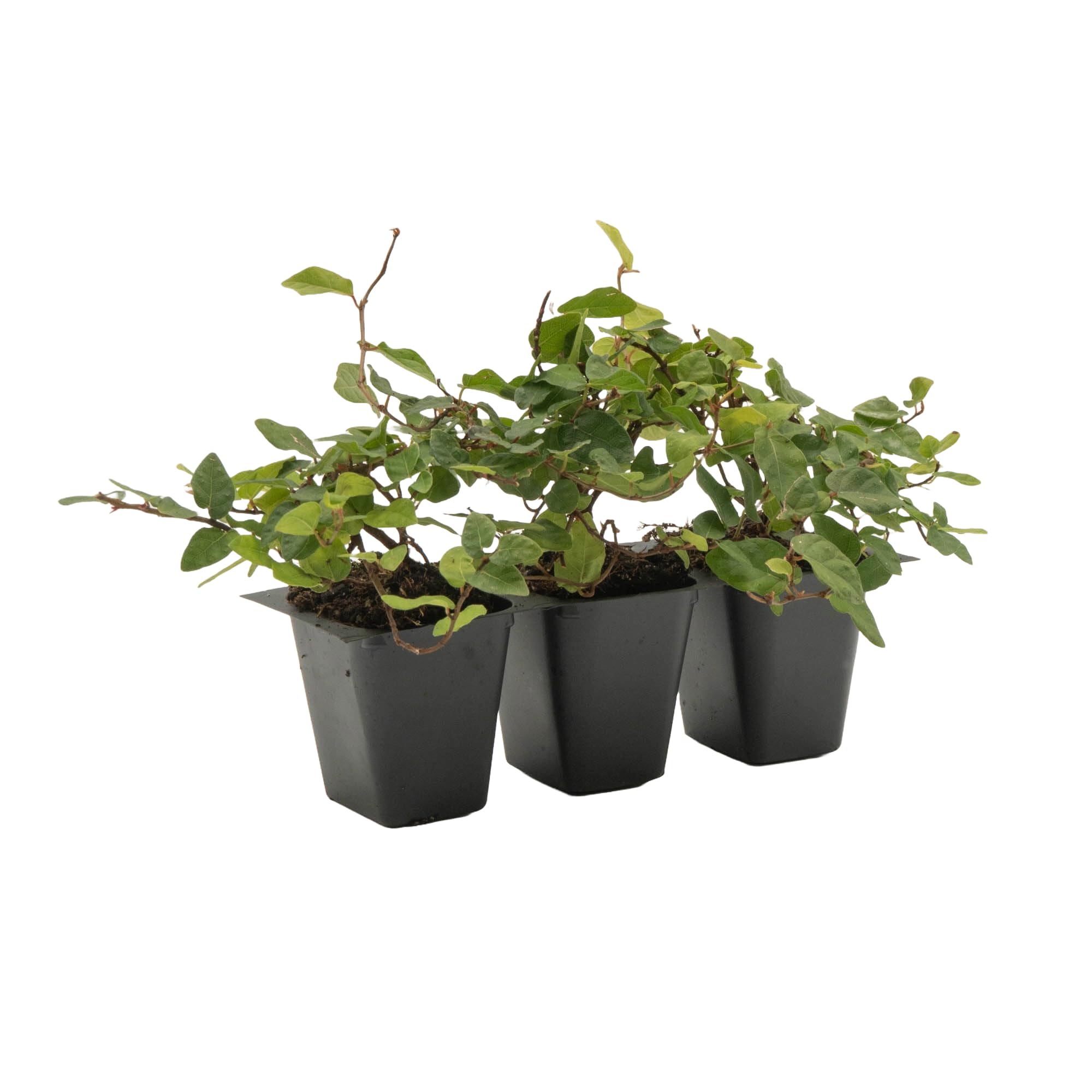 Creeping Fig Plants