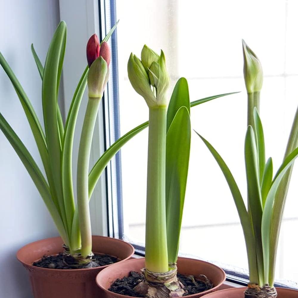 Hybrid Amaryllis Lily Bulbs, Fresh Bulb beautiful Flower Home Gardaing Muticolor Bulb (pack Of 5) Zp_23