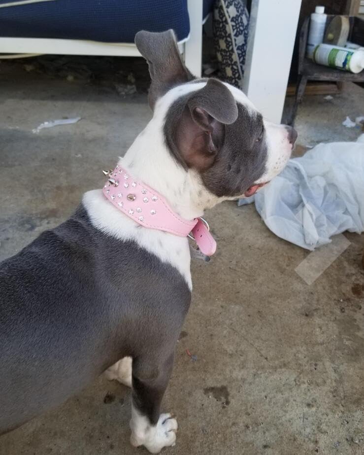 Collier pour chien réglable en cuir synthétique - 6