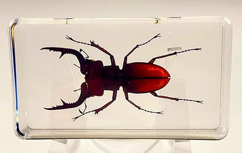 Miniatura 45 de Escarabajo de algodoncillo azul cobalto real de 1.732 in en espécimen de resina de lucita cristalina, insectos, insectos preservados, colección