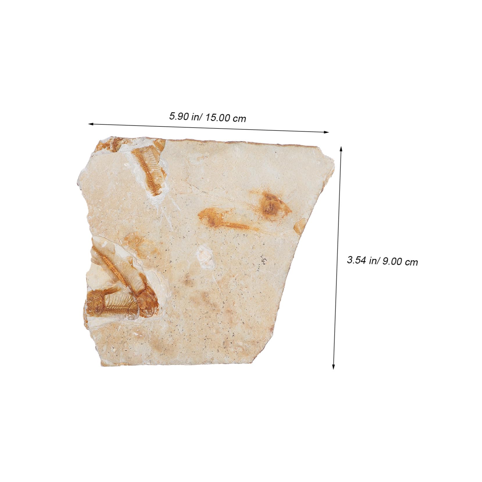 ULTECHNOVO 2piezas Especimen De Pescado Fosilizado Para Enseñanza De Paleontología Adorno De Escritorio Para Materiales De Laboratorio Aleatorio