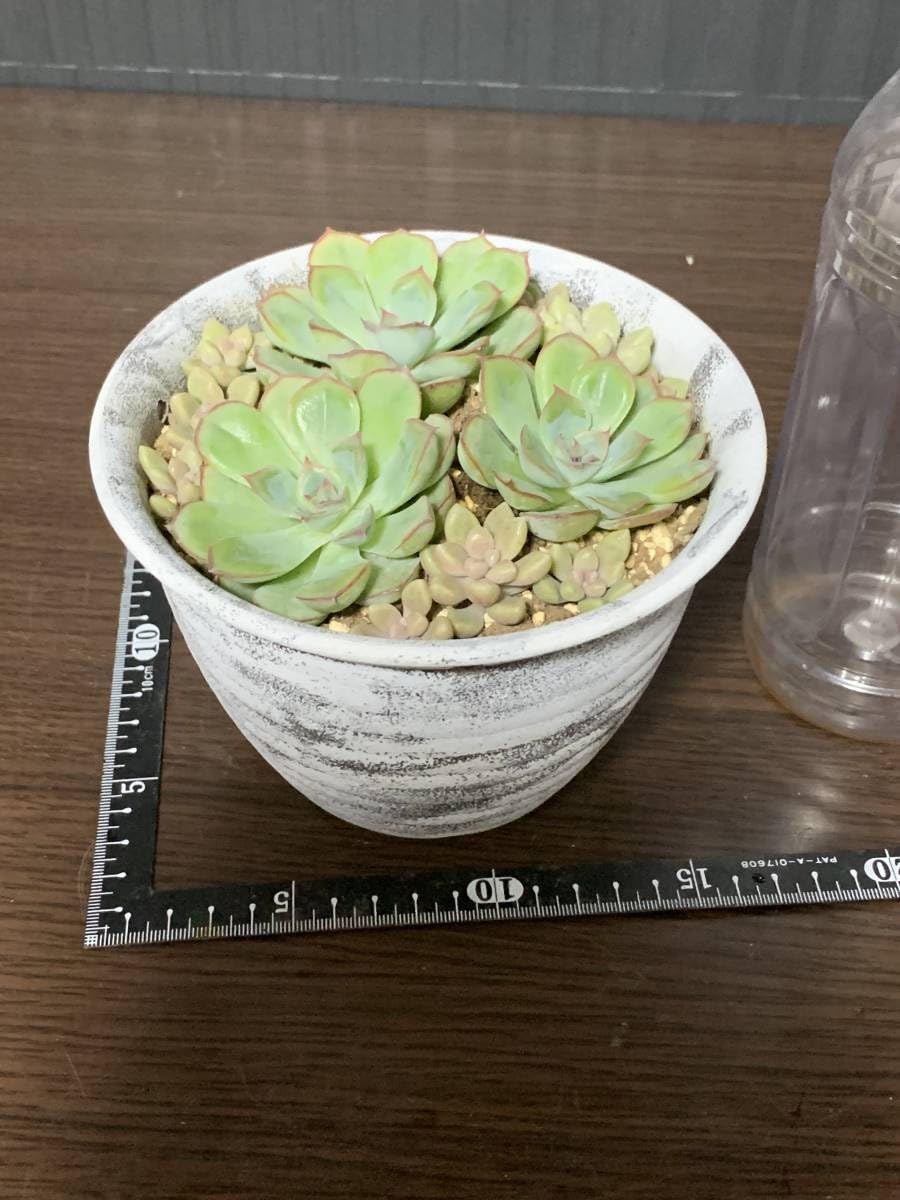 多肉植物 ヘラクレス ◇抜き苗◇ 多肉植物 ヘラクレス ◇抜き苗◇