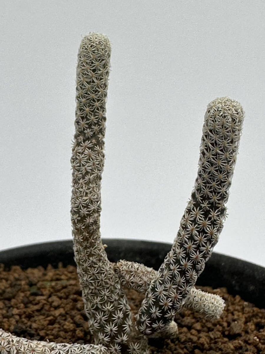 Amazon.co.jp: ツルビニカルプス ミニマ(Turbinicarpus minima)撫城丸