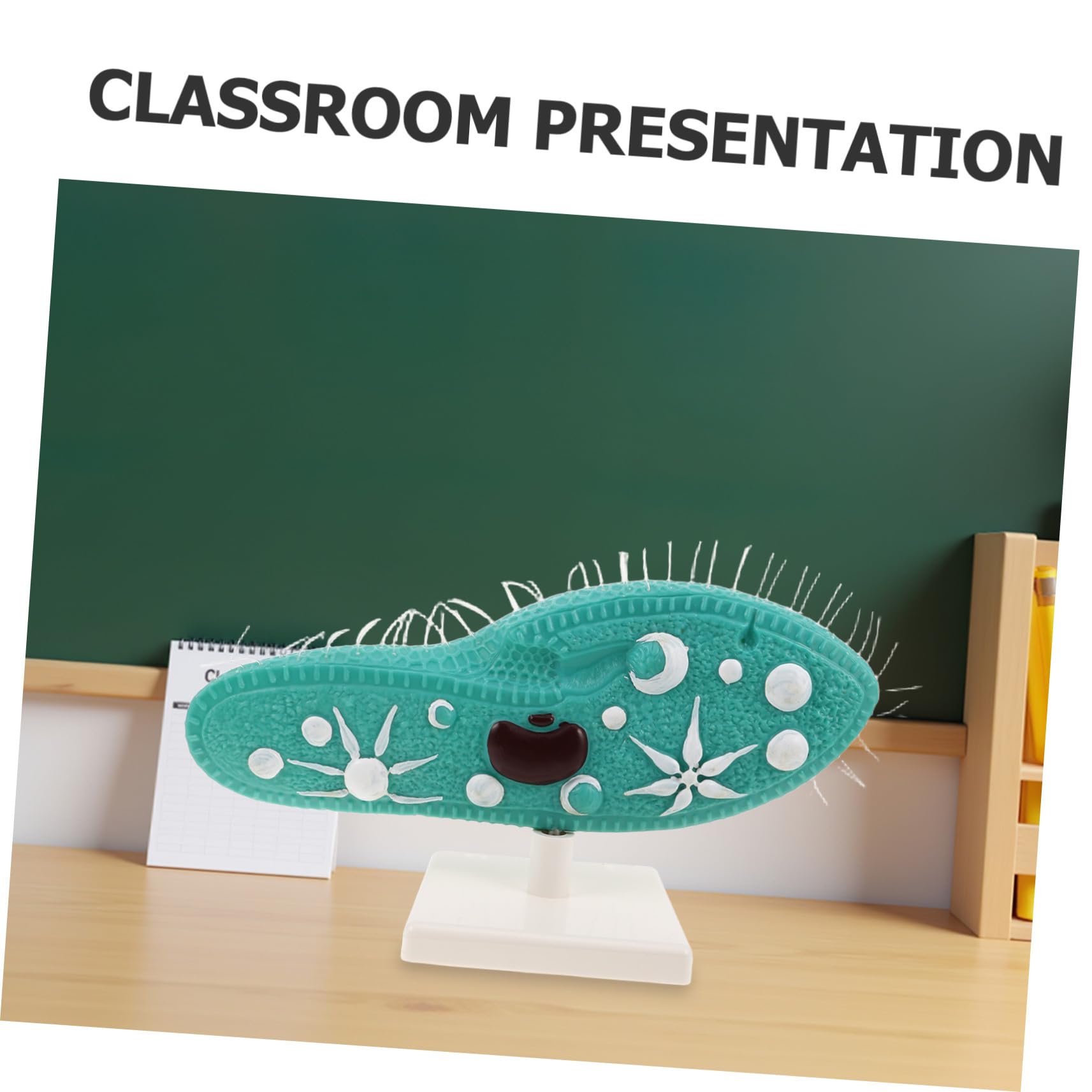 HANABASS Modell Detaillierte Pantoffeltierchen aus Ständer Anatomisches PVC Naturwissenschaftliches Bildungsmodell Cilien Stabiles Standfuß für Mittelstufen Biologie für Unterricht