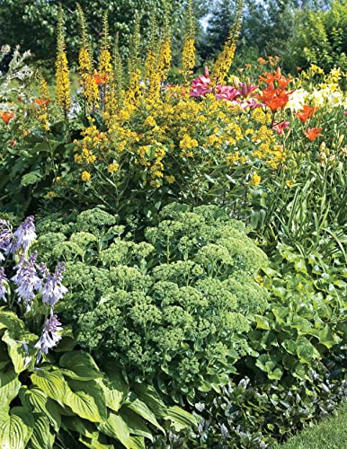 Northeast Home Landscaping, Fourth Edition: 54 Landscape Designs with 200+ Plants & Flowers for Your Region (Creative Homeowner) USA: CT, MA, ME, NH, NY, RI, VT - Canada: NB, NS, ON, PEI, and QC - Image 7
