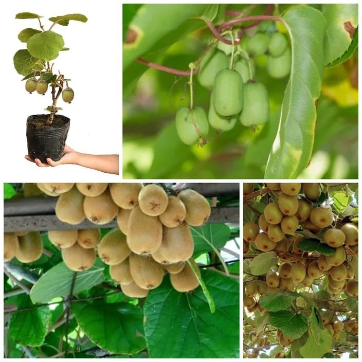 Image of Allison Kiwi Grafted Live Fruit Plant for Home Garden | Healthy Hybrid Kiwi Sapling | Suitable for Terrace, Outdoor & Balcony Gardening | Air Purifying, Fast Growing Vine