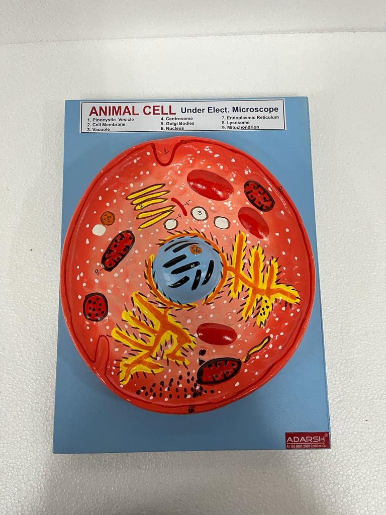 See full amazon price history chart for AI-Animal Cell Model | Anatomical Model/Used in school & colleges for educational purpose | 10"x15" AI-Animal Cell Model | Anatomical Model/Used in school & colleges for educational purpose | 10"x15" (B09YP3FW7P) Amazon Price History, Amazon Price Tracker