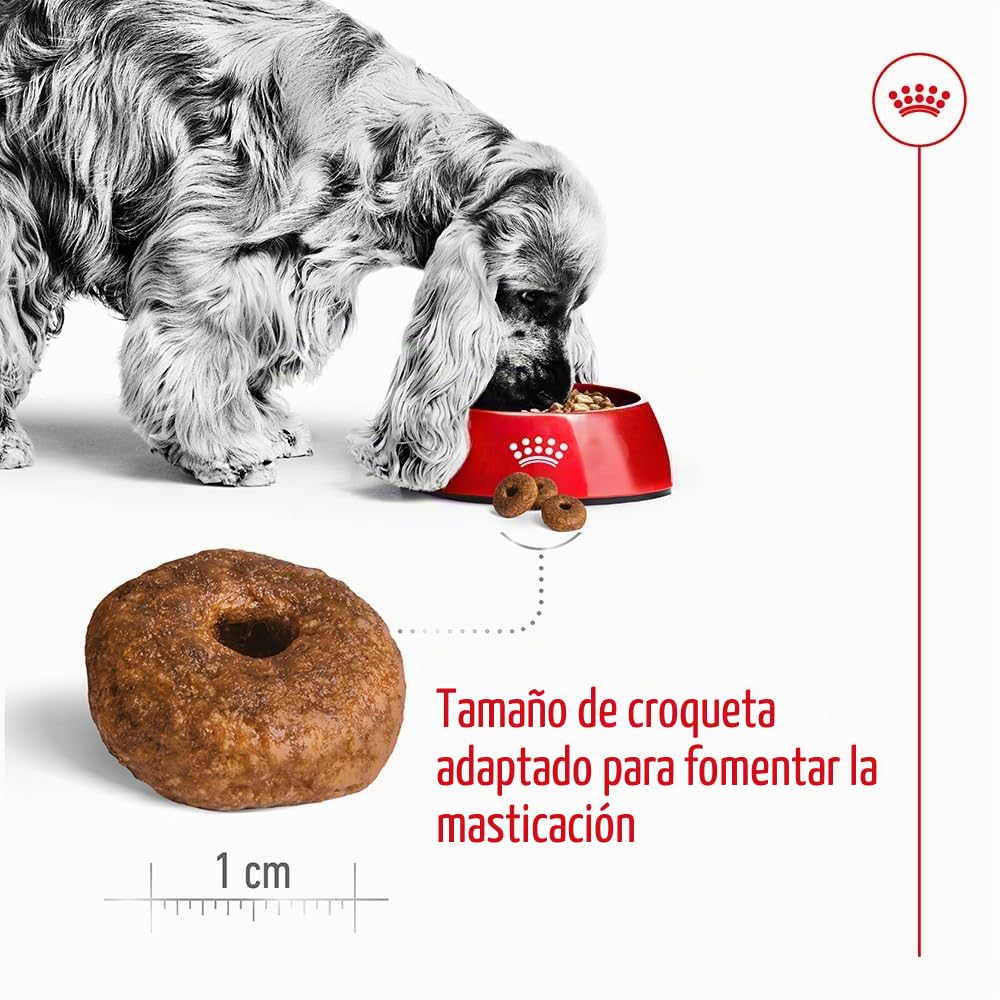 Royal Canin Comida para perros Medium Ageing +10 15kg