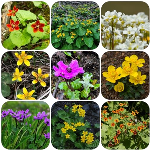 semillas de caléndula de pantano - variedades antiguas Caltha palustris - semillas silvestres jardín 60pcs
