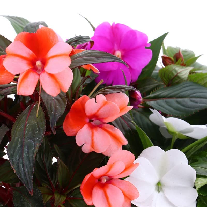 New Guinea Impatien Mixed - 13cm x 3 Pots (Live Plants)