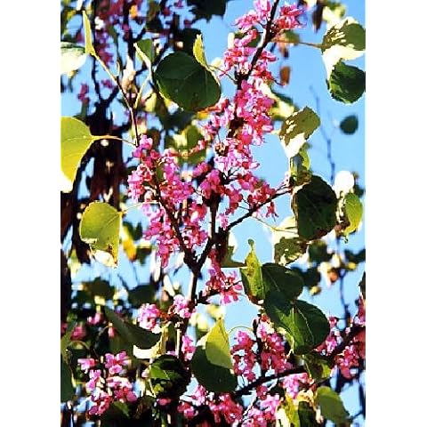 60 Seeds - Tropical Judas Tree (Cercis Siliquastrum) Cover