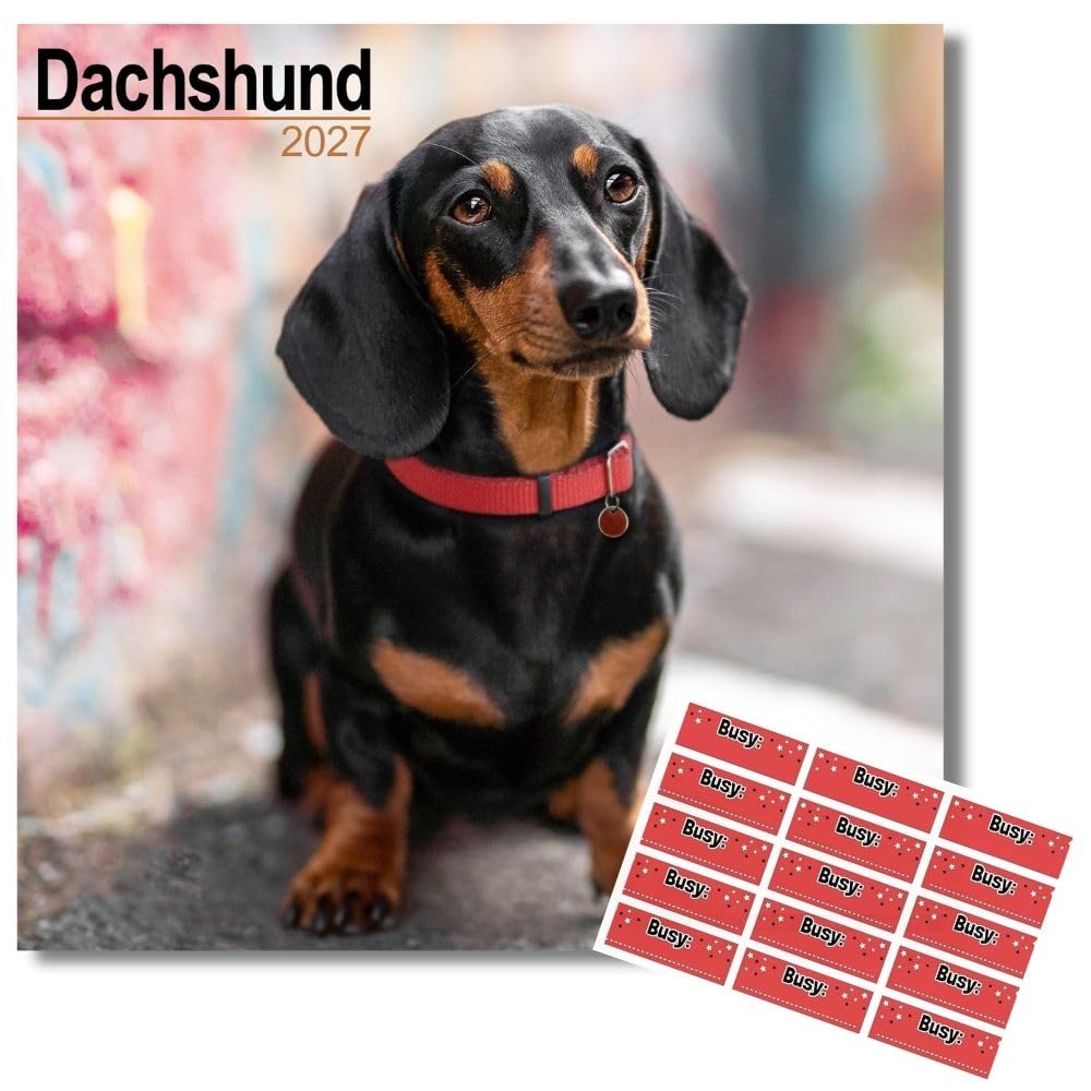 Avonside Dachshund 2027 Square Calendar with Organisational Stickers