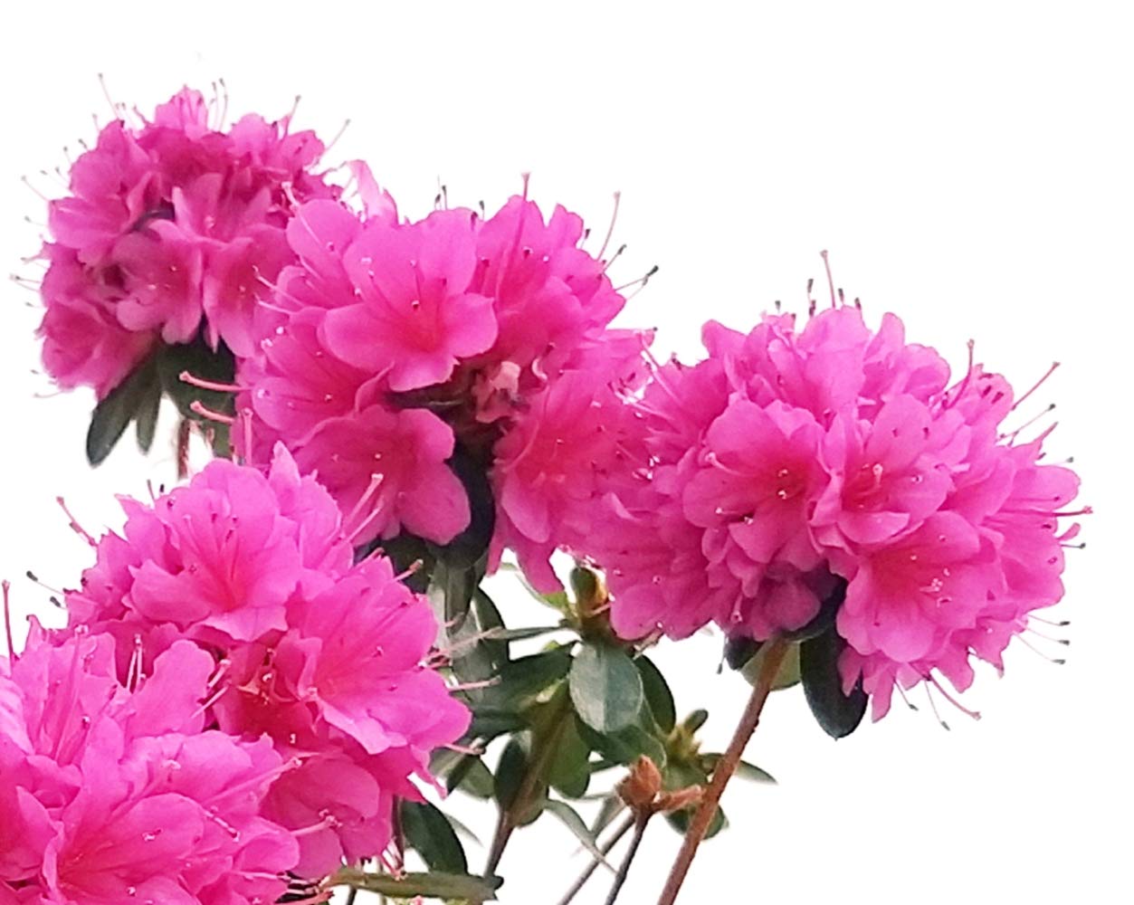 POWERS TO FLOWERS - Azalea Da Esterno Rosa Bicolore – Pianta Vera In Vaso 16cm – Fioritura Estiva/Invernale (Luglio-Marzo) – Resistente Al Gelo - 5