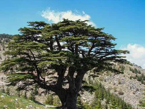 Generic 7 Lebanon Cedar Tree Seeds, Green