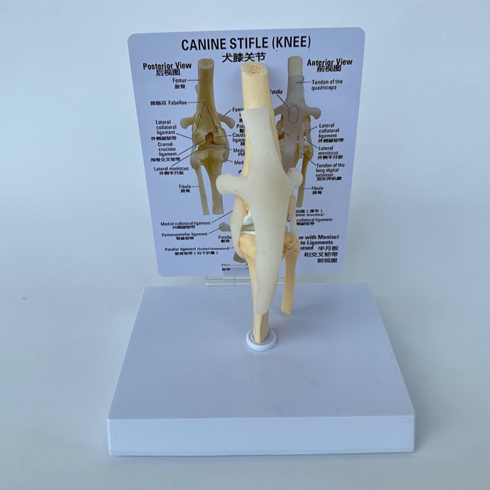 Model stawu kolanowego psa z więzadłami – szkielet psa do treningu medycznego, edukacji weterynaryjnej i badania anatomii zwierząt domowych