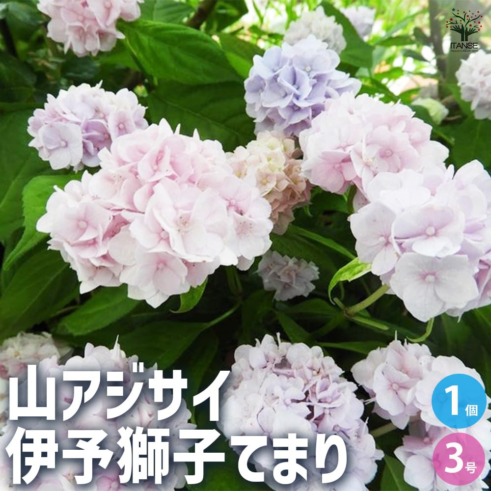 Amazon.co.jp: ITANSE 山アジサイの苗 品種：伊予獅子手毬(いよ 