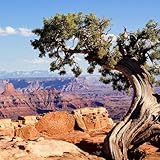 sacred spirit volume 2 youtube  Sacred Spirit