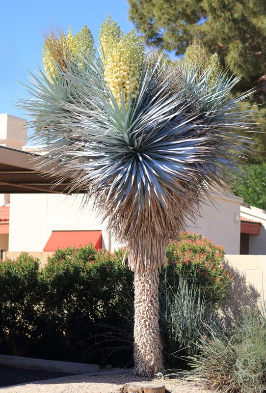 Amazon.com : Blue Yucca Tree Seeds for Planting (10 Seeds
