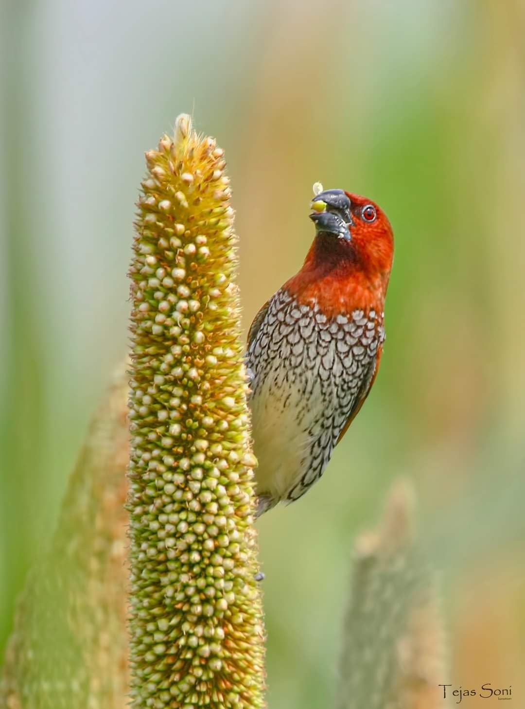Congo® True Feed Different 4 Types of Millet Hills and Hills Holder (Foxtail, Barnyard, Sorghum, Pearl Millet) Foraging Bird Nutrition Food for Budgies, Lovebirds, Cockatiels, Conure, and Other Birds
