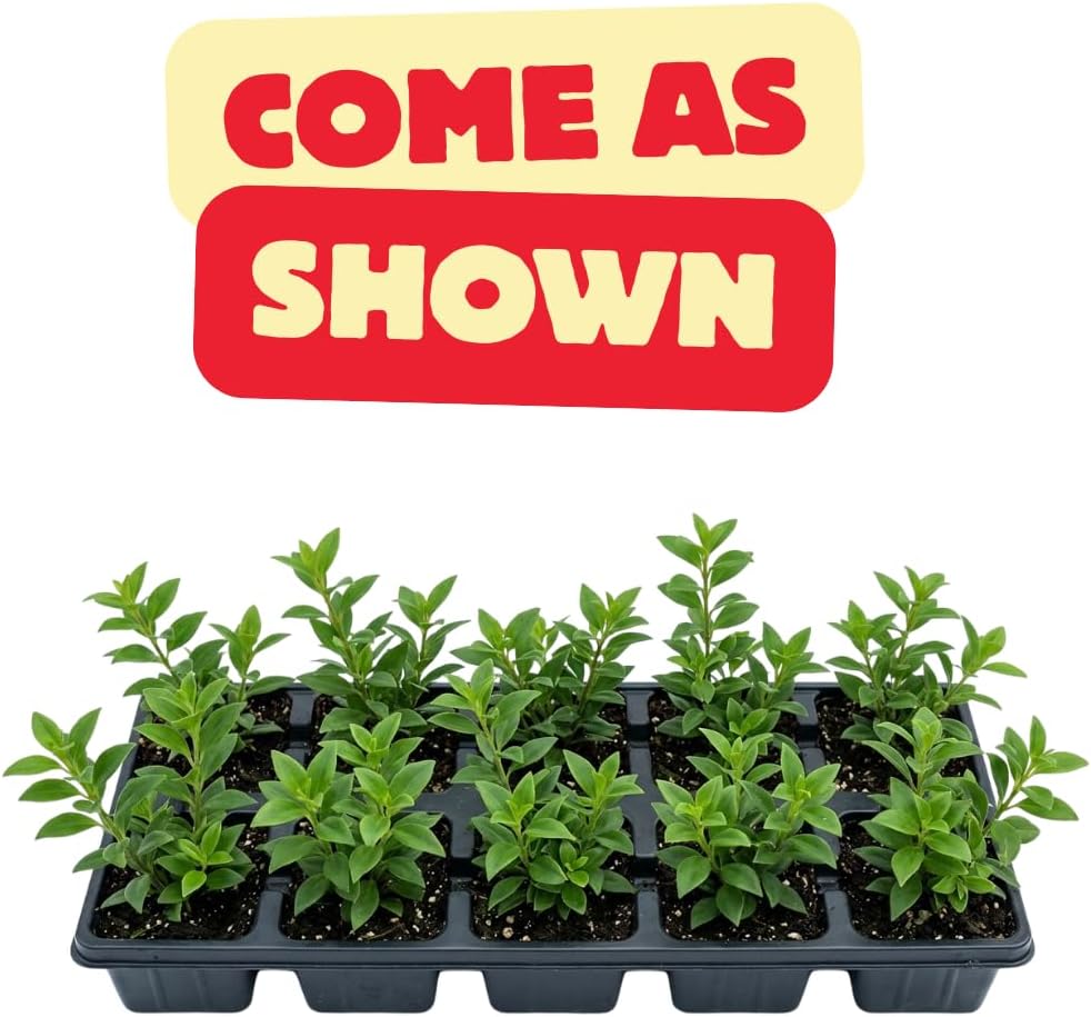 Scarlet-Red Lipstick Plans Live Houseplants in Pot, Aeschynanthus Red Flower Vine Décor Office, Desk Indoor Outdoor Growing