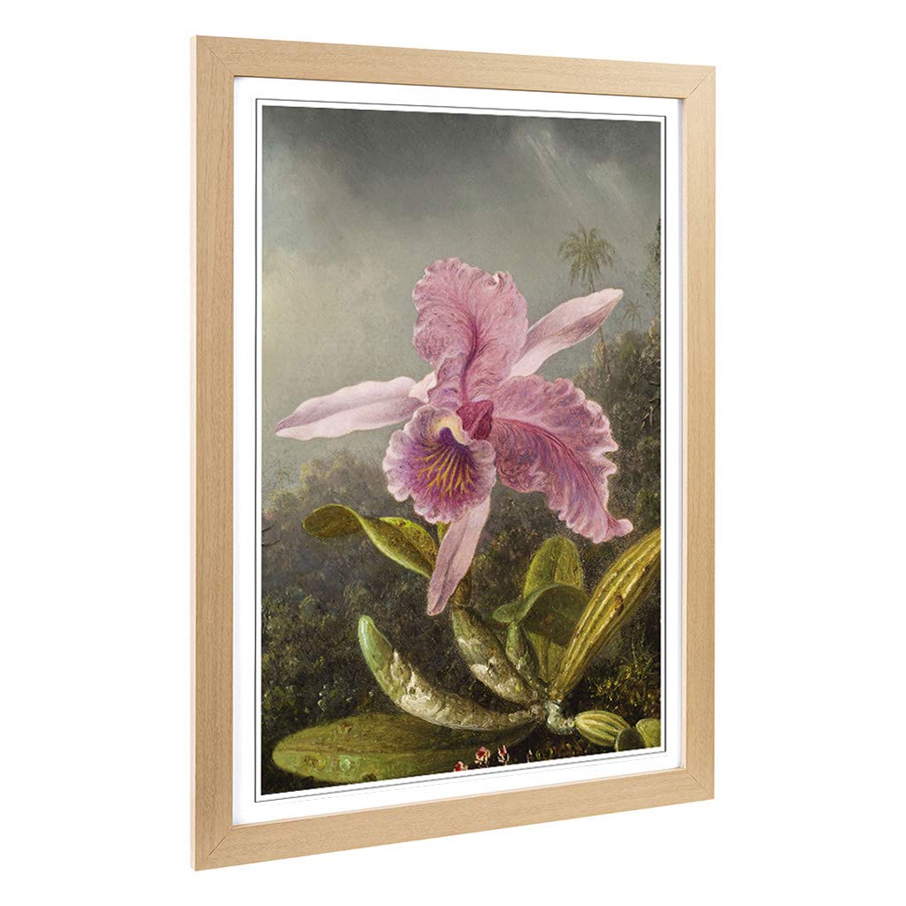Big Box Art Framed Print of Martin Johnson Heade Pink Orchids Design | Wall Art Picture | Home Decor for Kitchen, Living Room, Bedroom, Hallway, Oak, A2 / 24.5x18 Inch / 62x45cm