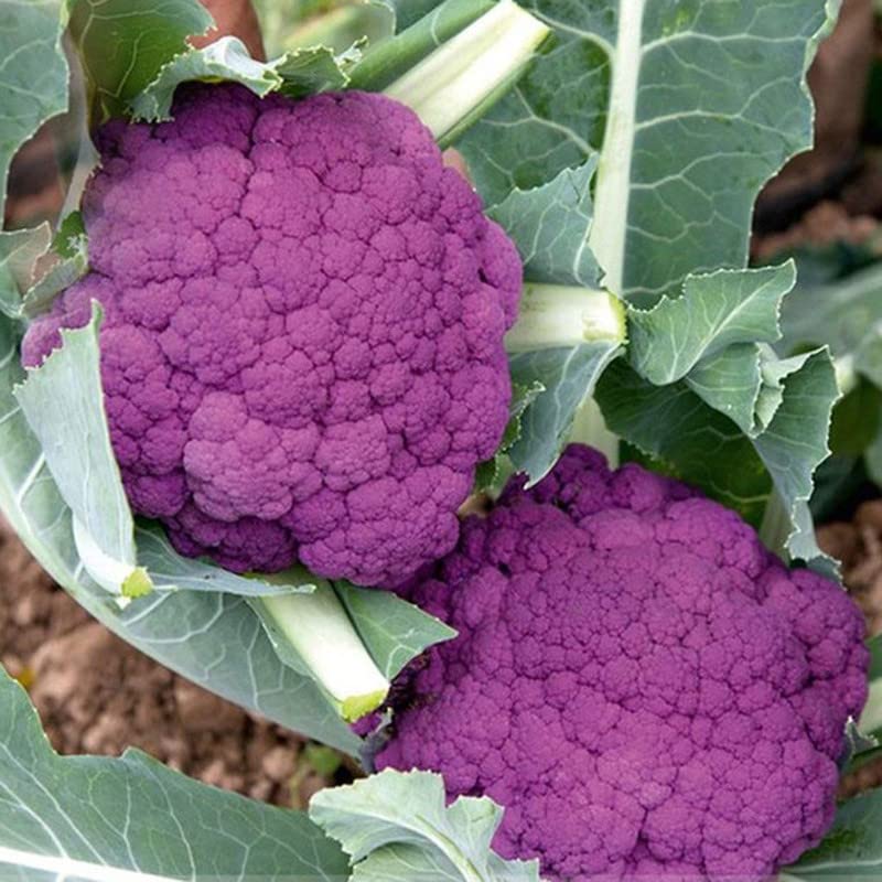 Ritz Farming� Imported Cauliflower purple seeds F1 Hybrid vegetable seeds For Your Home & Garden (Pack Of 70-80 Seeds) (B0BNQ6GKLF) Amazon Price History, Amazon Price Tracker