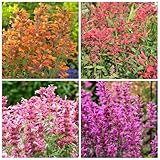 100+ Agastache Seeds for Planting Outdoor-Perennial...