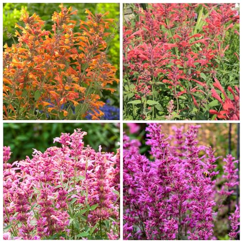 100+ Agastache Seeds for Planting Outdoor-Perennial Hummingbird Mint Herb Plant Attracts Hummingbirds Non-GMO Heirloom