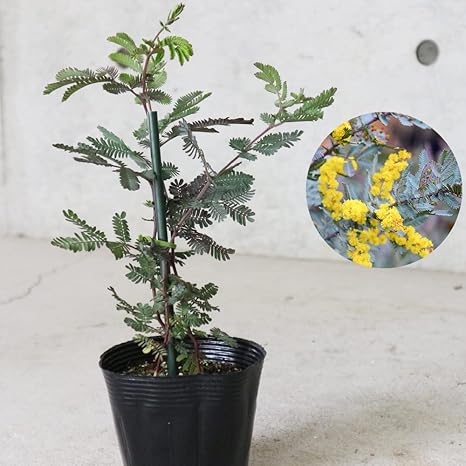 Amazon Co Jp 銅葉ミモザアカシア アカシア プルプレア 9cmポット 2個セット 品種で選べる花木苗 学名 Acacia Baileyana Purpurea マメ科アカシア属 原産地 オーストラリア 新梢が紫色で 成葉は灰緑色になるプルプレア種です 苗の流通量はまだ少ない品種 Amazon Co Jp 銅葉ミモザアカシア アカシア プルプレア 9cmポット 2個セット 品種で選べる花木苗 学名 Acacia Baileyana Purpurea マメ科アカシア属 原産地 オーストラリア 新梢が紫色で 成葉は灰緑色になるプルプレア種です 苗の流通量はまだ少ない品種