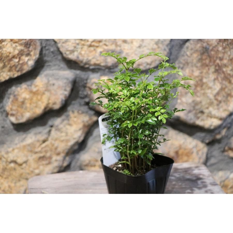 Amazon.co.jp: シマトネリコ 3号ポット苗 1株販売 トネリコ 植木 苗木