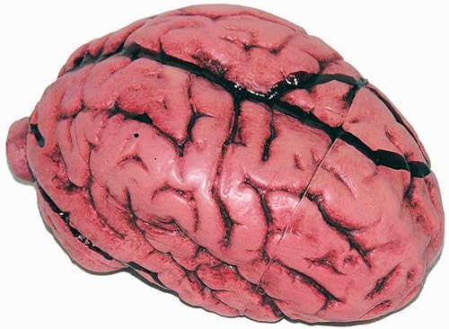 Miniatura 1 de PMU Learning Resources - Partes del cuerpo simuladas por el cerebro para herramientas de demostración en el aula, cerebro humano realista para