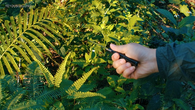 YOUSUNLONG Pocket Knife Natural Ebony Wood Handle on Amazon Live