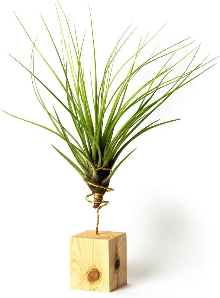 PLANDAIRE - Tillandsia Agnusiana IR Plante Sans Terre Vivante