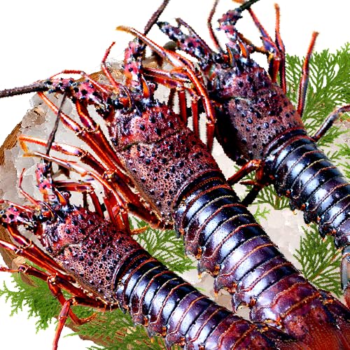 YɐCViⓀMpjKTCY 3`5 3kgȏ  [ɐCV]