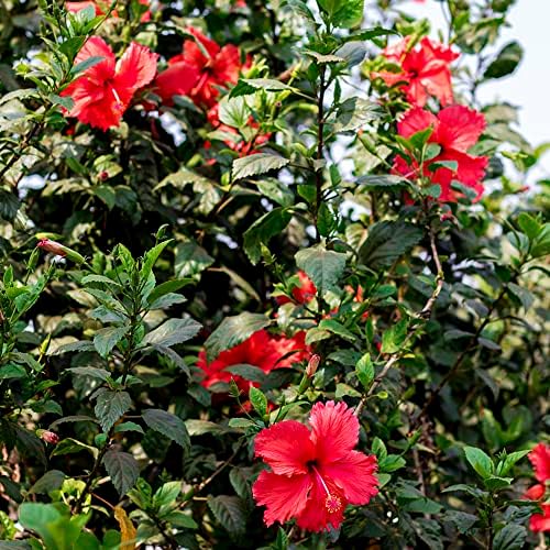 Hibiskus Pflanze/Hibiskus Samen Blumensamen Strauch Hibiskus Pflanze