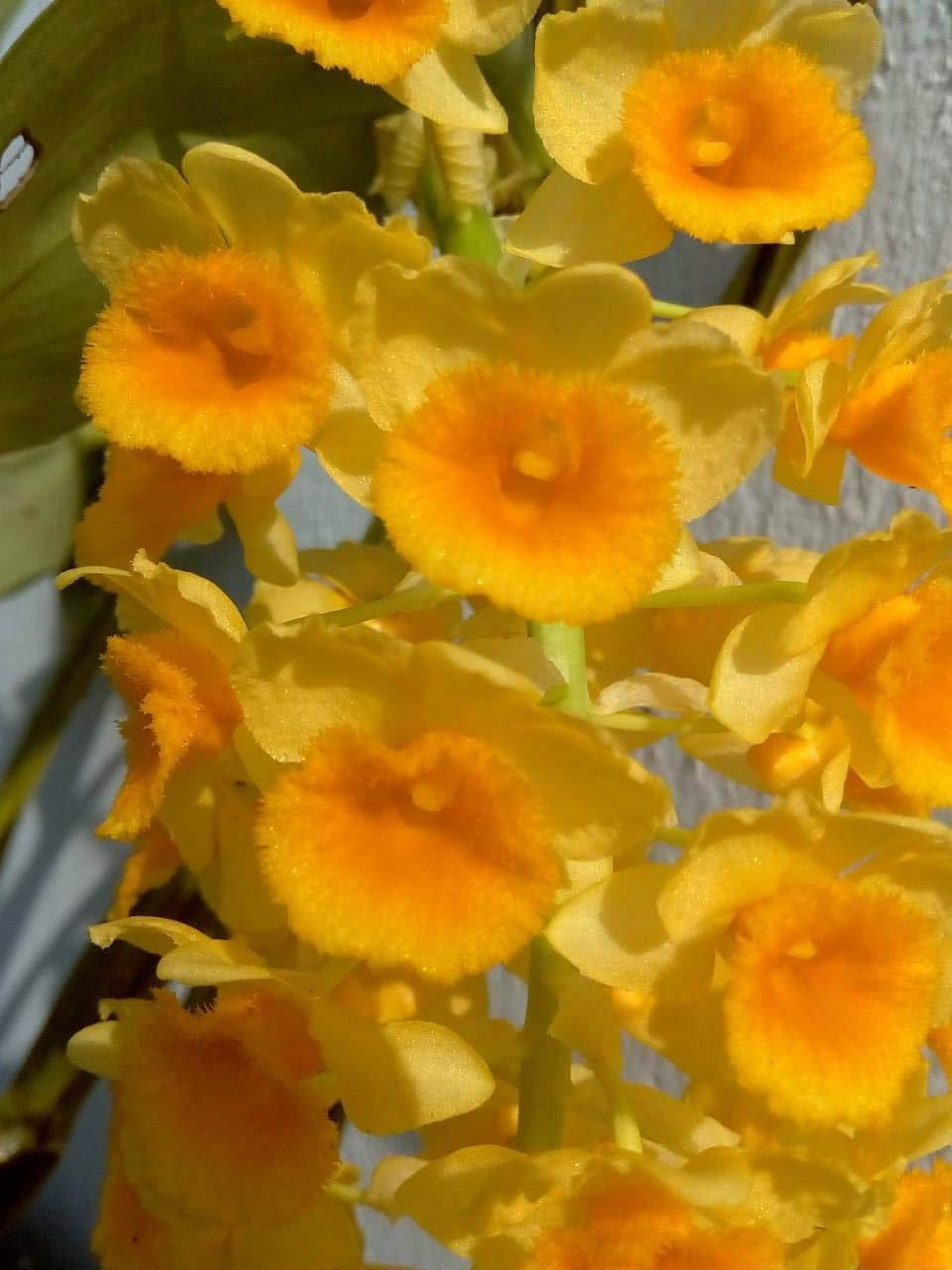 OrchidWala Dendrobium Densiflorum Orchid Live Plant, in Orchid Pot (B08623G3RS) Amazon Price History, Amazon Price Tracker