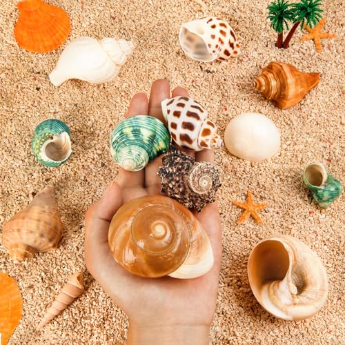 image for WeDoSoy 12PCS Hermit Crab Shells | Natural Sea Conch Size 1.6